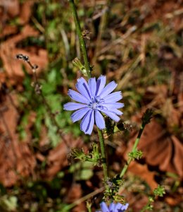Plant Flora Chicory Flower