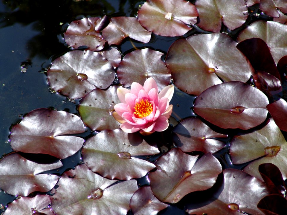 Flower Flora Plant Petal
