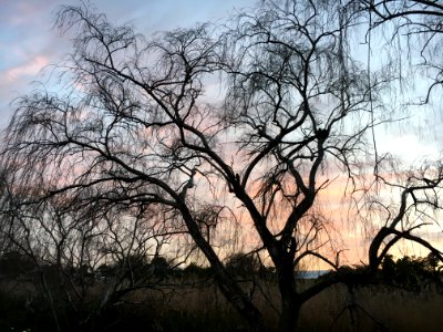 Sky Tree Branch Woody Plant photo