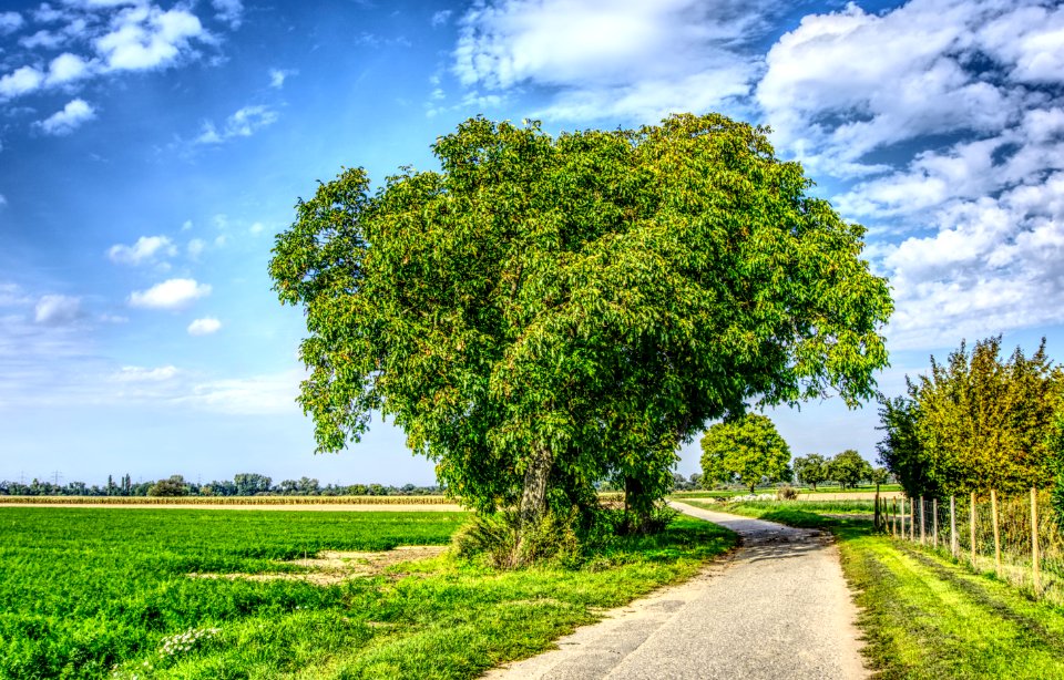 Sky Tree Field Vegetation