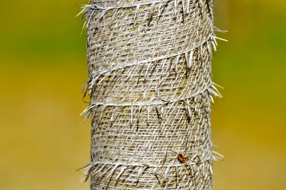 Straw Grass Family Twig Grass