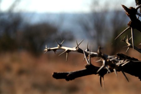 Branch Twig Wire Fencing photo