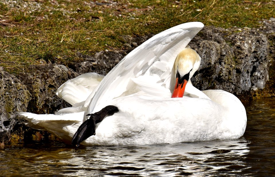 Bird Swan Water Water Bird