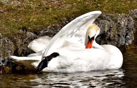 Bird Swan Water Water Bird