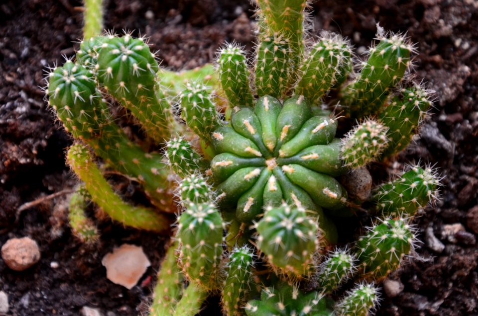 Plant Vegetation Cactus Acanthocereus Tetragonus