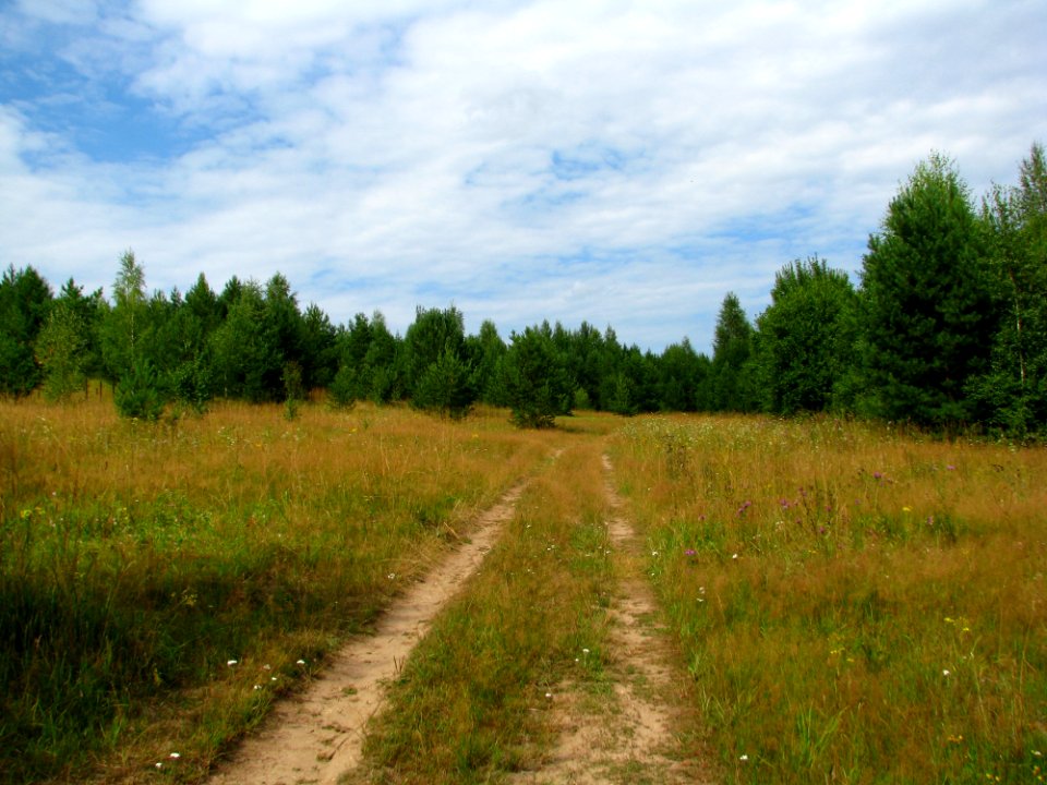 Path Ecosystem Road Grassland