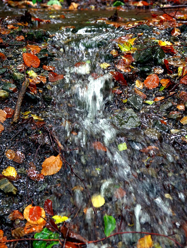 Water Nature Leaf Stream