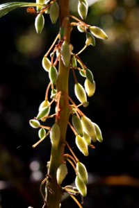 Flora Plant Branch Twig