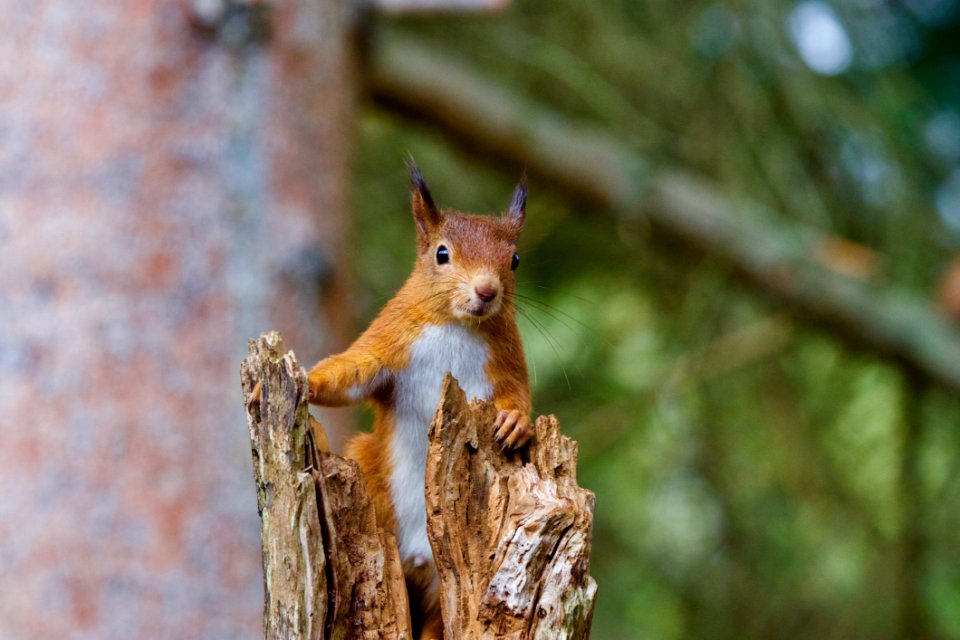 Squirrel Wildlife Fauna Mammal photo