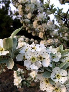 White Plant Spring Flower photo