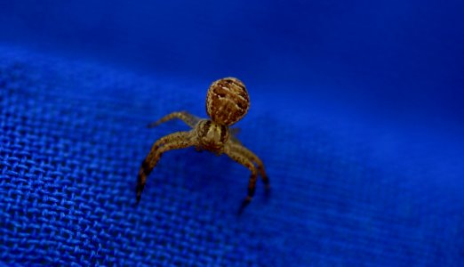 Sea Turtle Organism Close Up Macro Photography photo