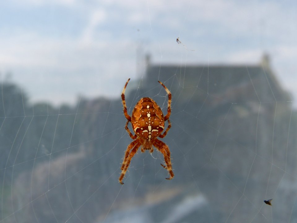 Spider Arachnid Invertebrate Orb Weaver Spider