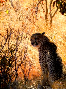 Cheetah Wildlife Mammal Fauna photo