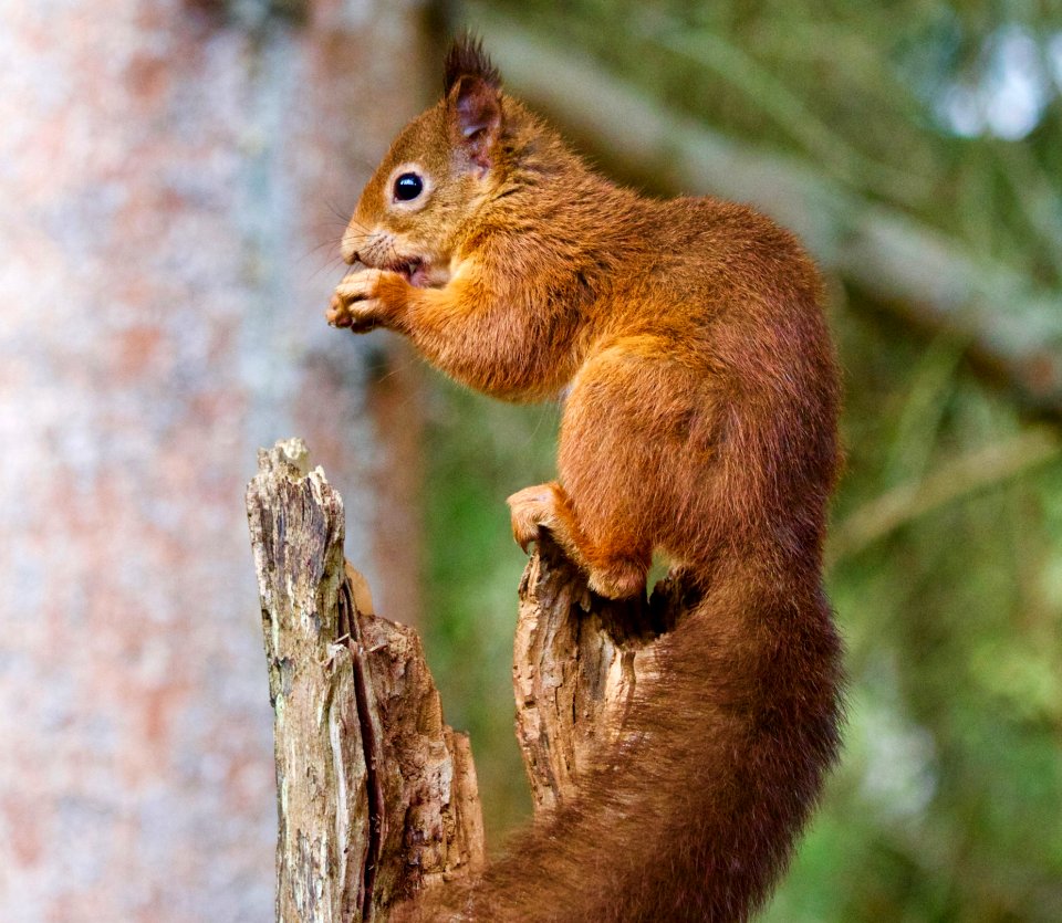 Squirrel Fauna Mammal Wildlife