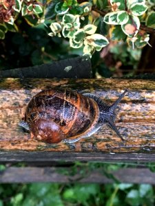 Snail Snails And Slugs Invertebrate Terrestrial Animal photo