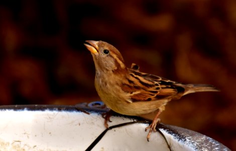 Bird Sparrow House Sparrow Beak photo