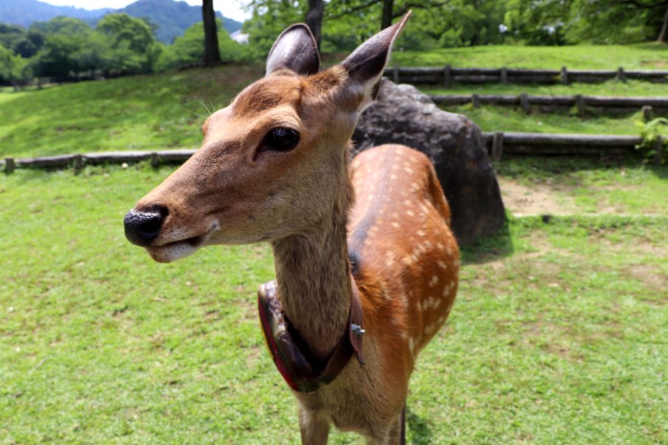 Deer Wildlife Fauna Terrestrial Animal