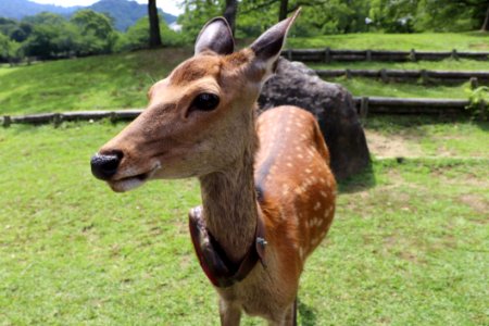 Deer Wildlife Fauna Terrestrial Animal photo