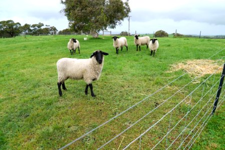 Pasture Sheep Grazing Grassland photo