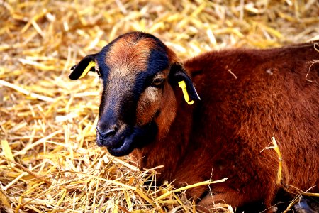 Goats Goat Fauna Cow Goat Family