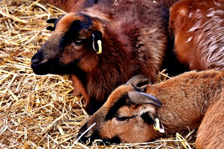 Goats Horn Goat Fauna photo