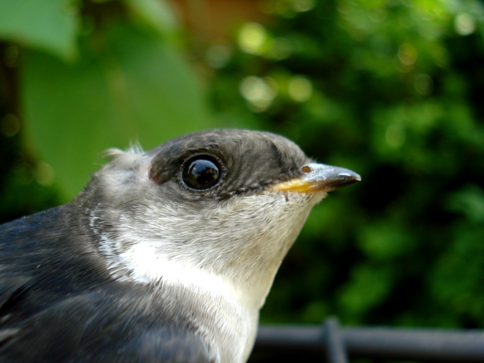 Bird Beak Fauna Eye