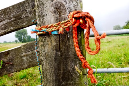 Tree Rope Grass Wood