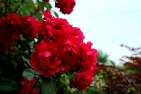 Rose Flower Rose Family Garden Roses photo