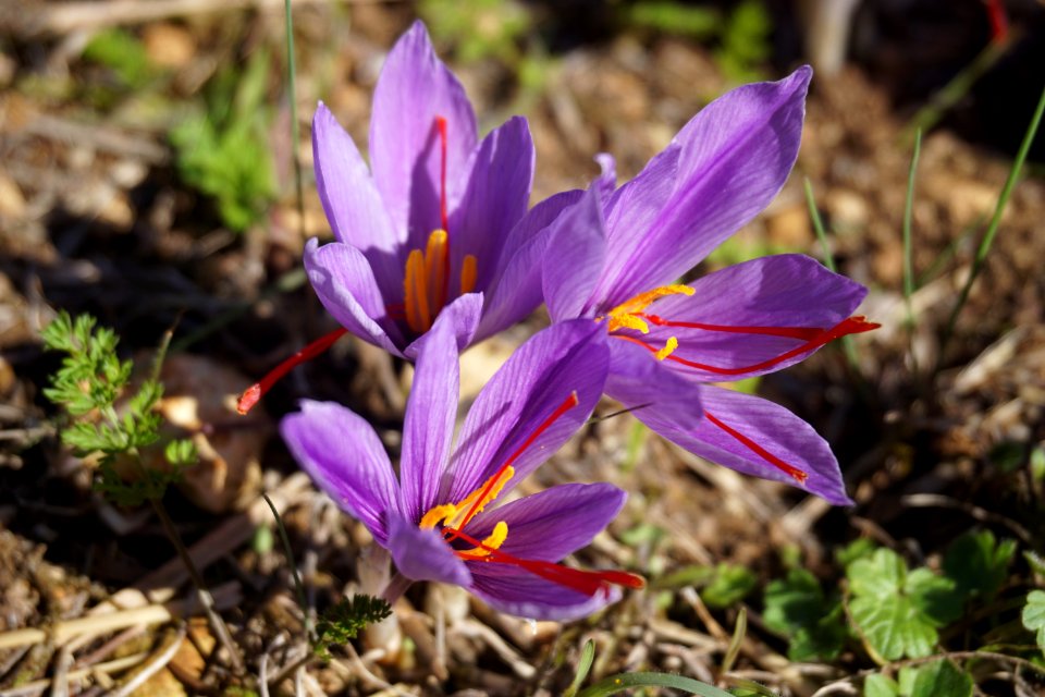 Flower Plant Flora Crocus