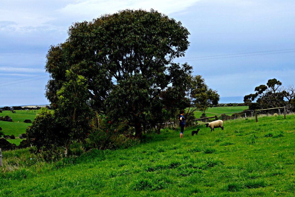 Tree Pasture Grassland Field