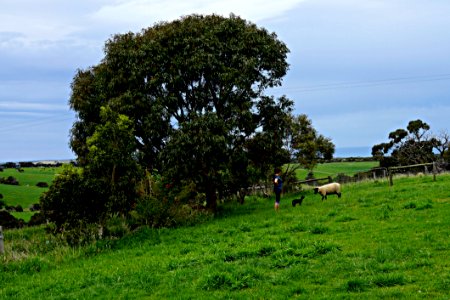 Tree Pasture Grassland Field