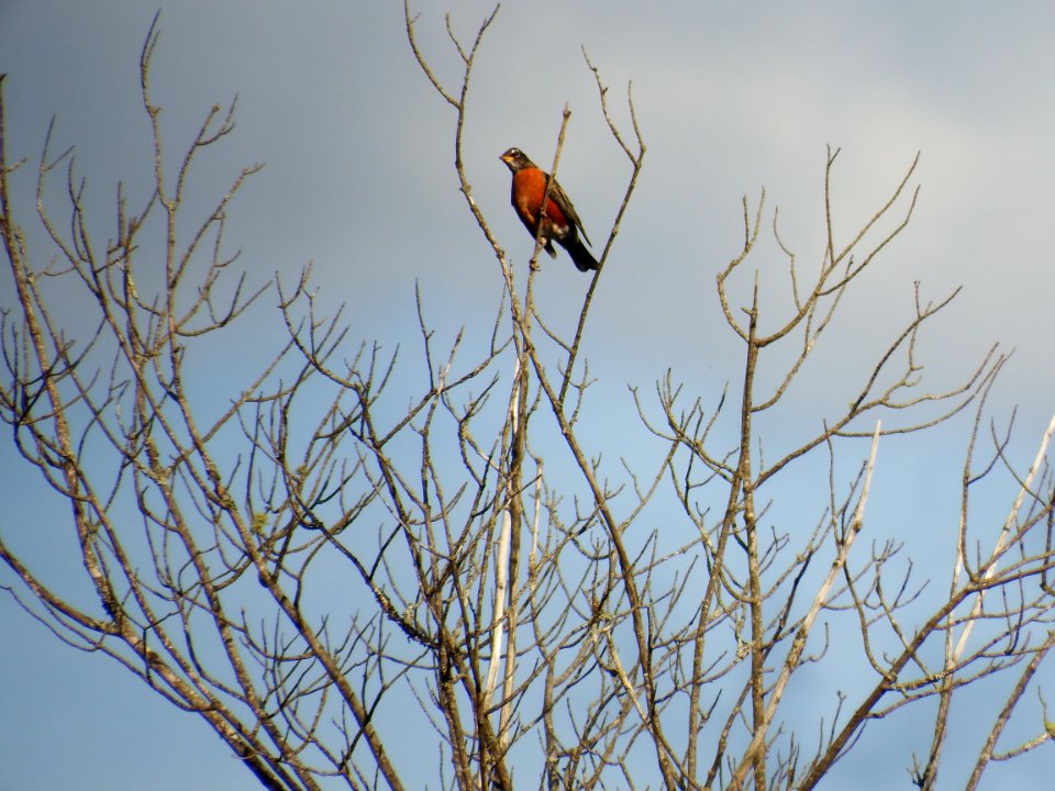 Bird Branch Fauna Tree