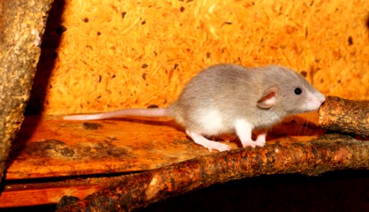 Mouse Fauna Muridae Rat