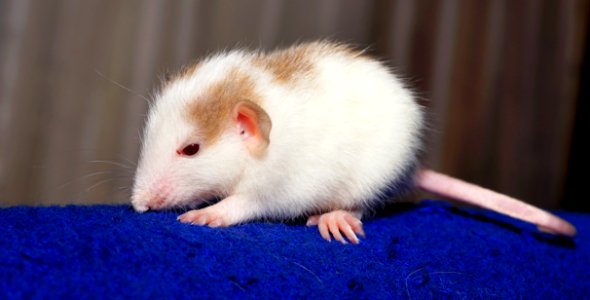 Rat Fauna Muridae Mammal