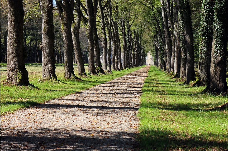 Nature forest tree lined avenue