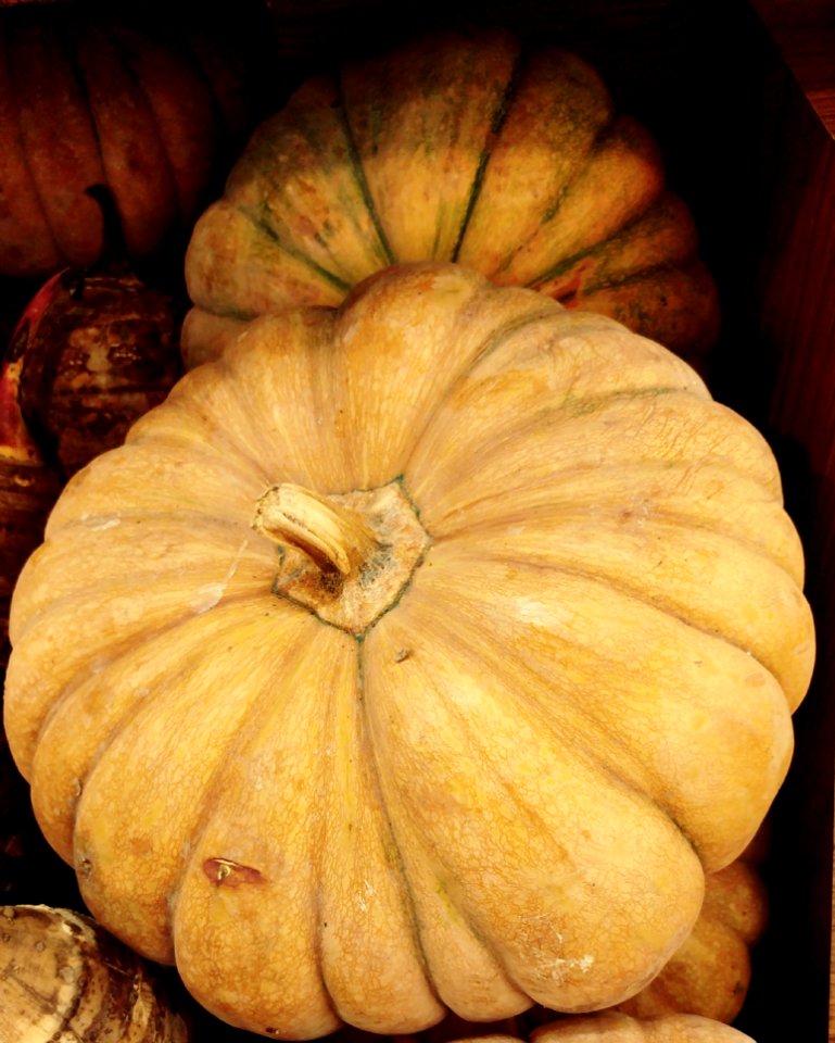 Winter Squash Calabaza Cucurbita Vegetable photo