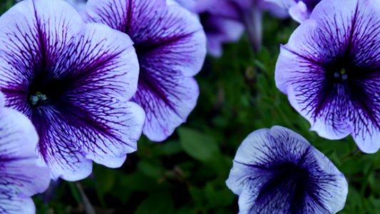 Flower Purple Violet Plant