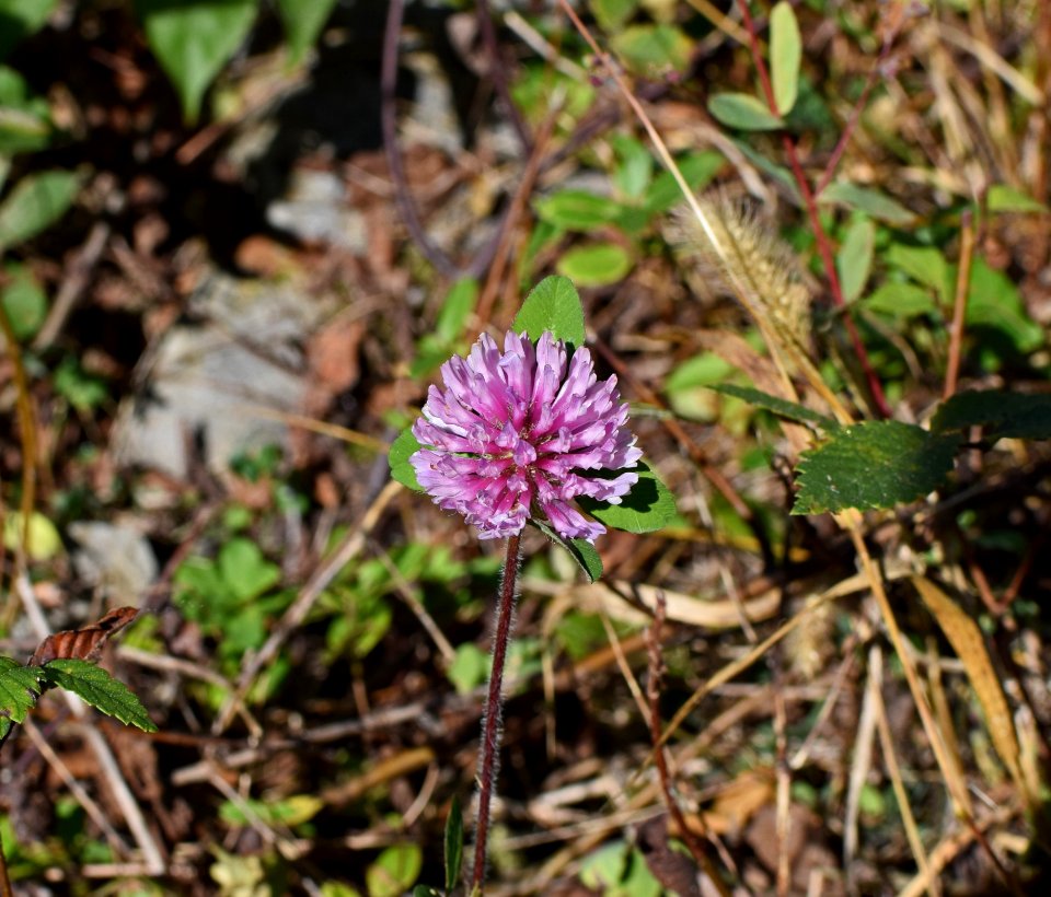 Plant Flower Flora Spring