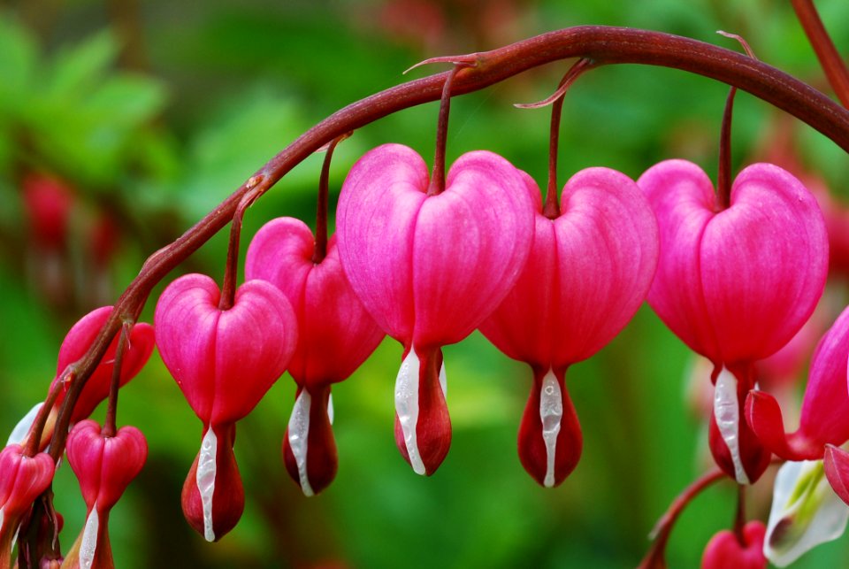 Pink Flora Flower Close Up