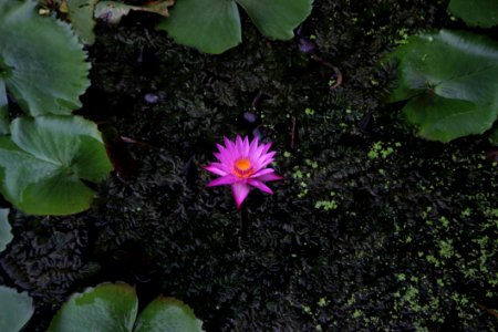 Flower Plant Flora Leaf