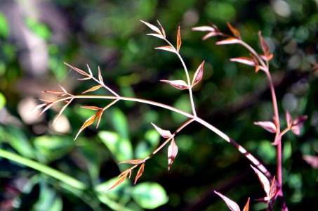Plant Flora Vegetation Leaf