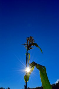 Sky Daytime Leaf Tree