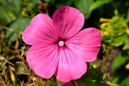 Flower Plant Flora Wildflower photo