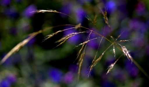 Flora Purple Plant Close Up