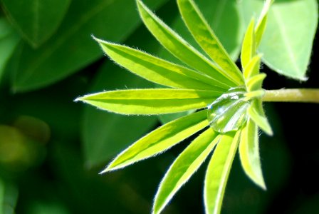 Plant Leaf Flora Plant Stem