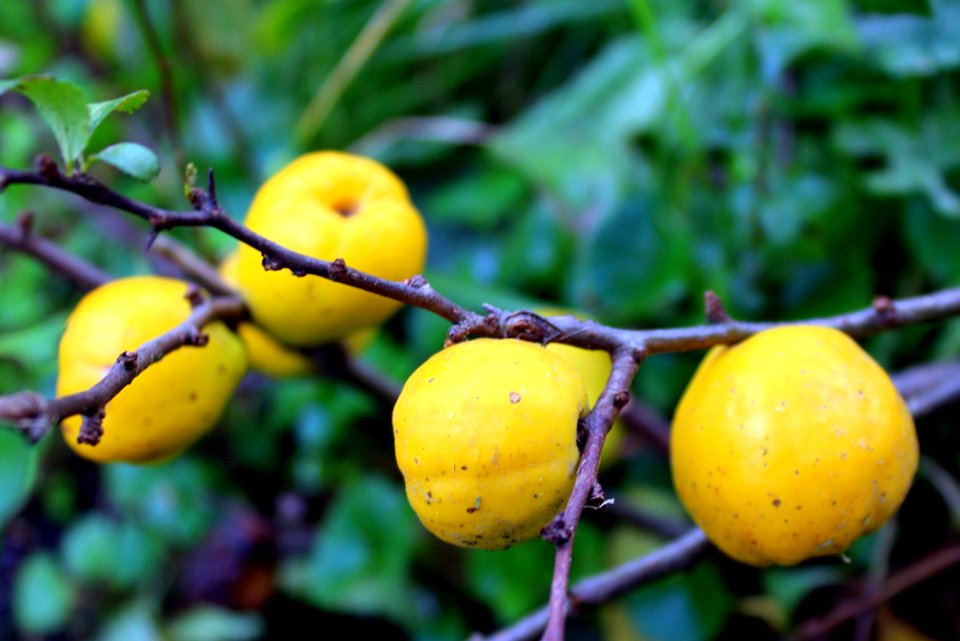 Fruit Fruit Tree Produce Branch