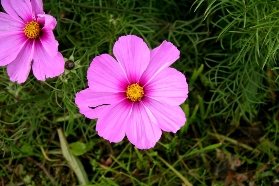 Flower Garden Cosmos Flora Plant