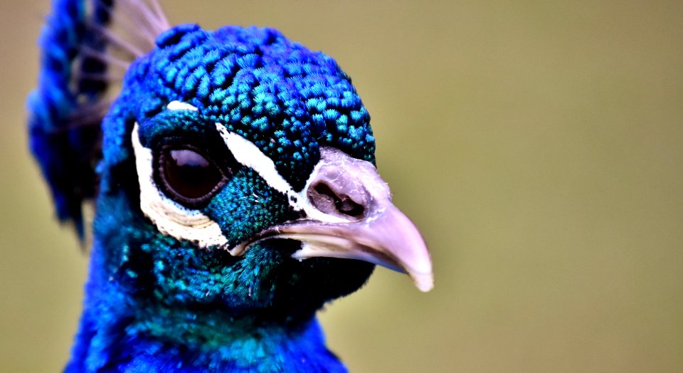 Beak Cobalt Blue Close Up Fauna photo