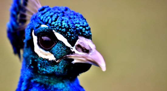 Beak Cobalt Blue Close Up Fauna