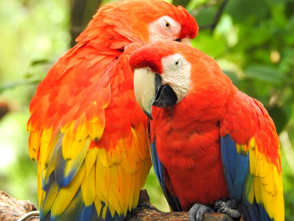 Macaw Bird Parrot Beak photo